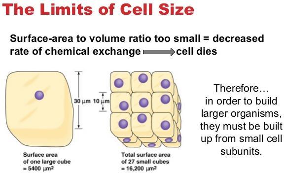חומרים נכנסים אל התאים )מים; מזון; חמצן( ויוצאים מהם )חומרי פסולת; )CO 2 דרך קרום התא.