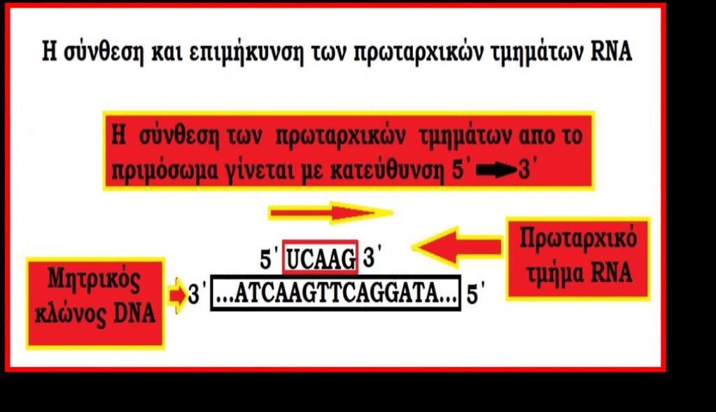 2. «Σχόλια και Επισημάνσεις» Οι DNA-πολυμεράσες είναι ένζυμα υπεύθυνα για τη σύνθεση και επιμήκυνση των αλυσίδων DNA.