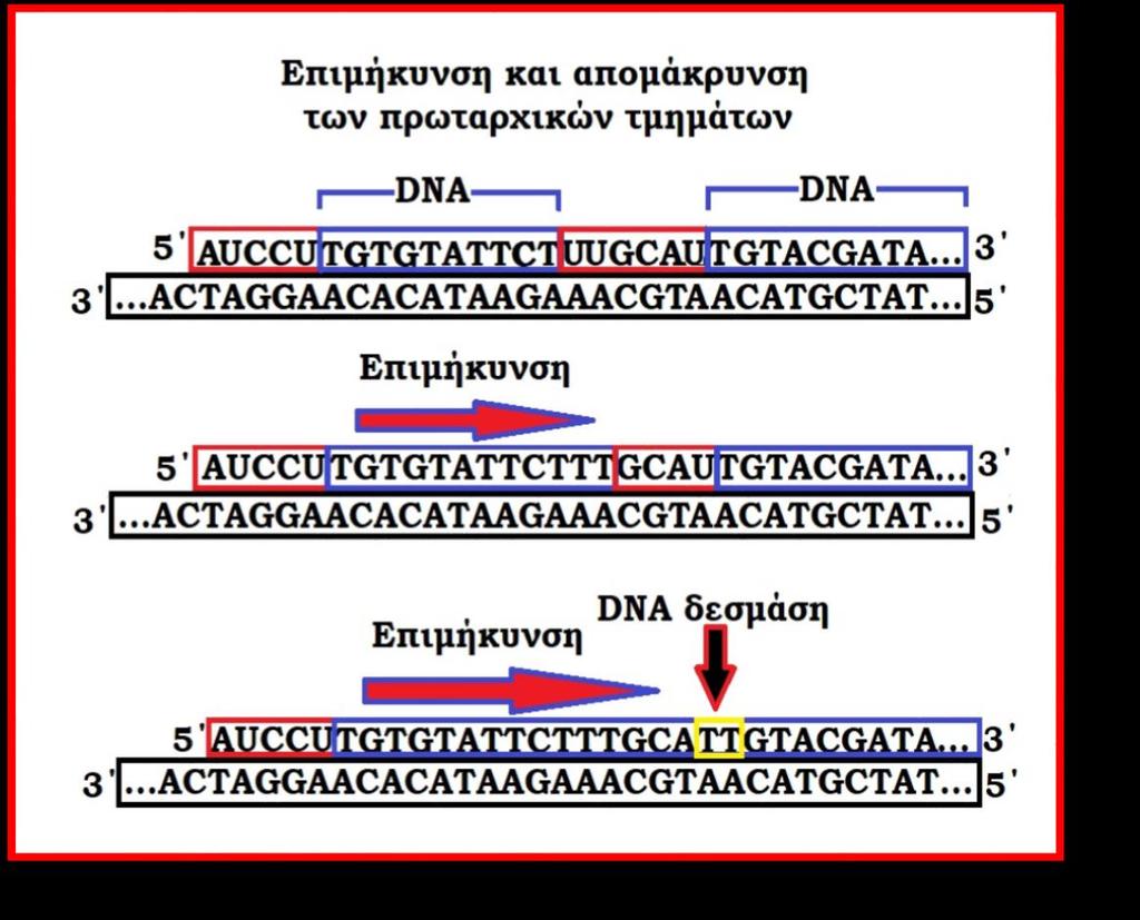 ενός νέου τμήματος DNA το οποίο συνεχίζει να επιμηκύνει μέχρι να συναντήσει το επόμενο πρωταρχικό τμήμα.