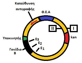 Οι αλληλουχίες που κόβουν οι ενδονουκλεάσες αυτές είναι: Ε 1 5 TCTAGA 3 E 2 5 GAATTC 3 E 3 5 CTCGAG 3 3 AGATCT 5 3 CTTAAG 5 3 GAGCTC 5 Δίνεται επίσης η κατεύθυνση με την οποία αντιγράφεται