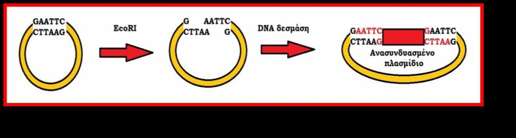 Το βιβλίο περιέχει: Ερωτήσεις Θεωρίας όπως η παρακάτω Πώς μπορούμε να δημιουργήσουμε ένα ανασυνδυασμένο πλασμίδιο με τη χρήση της EcoRI; Απάντηση Η αλλθλουχία GAATTC υπάρχει διάςπαρτθ ςτα γονιδιϊματα
