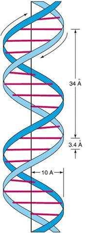 Rešavanje strukture DNA Informacije dobijene sa Photo 51 Dvostruki heliks Radijus: