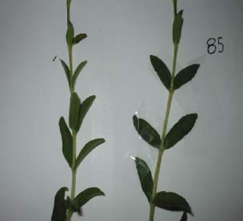 Εικόνα 5. Χαρακτηριστικά του φύλλου, του βλαστού και τη πυκνότητας του φυλλώματος στους γενοτύπους 7 και 8.