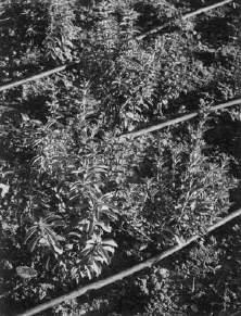 Το μεγαλύτερο χλωρό βάρος φυτού στις 30 ΜΑΜ παρατηρήθηκε στις περιοχές, με τη σειρά Καρδίτσα και Δομένικο Ελασσόνας και στις μεταχειρίσεις 75 x 20 και 90 x 20 cm, αντίστοιχα.
