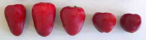 Σχετικά ποσοτική έκφραση CaOvate Fruit shape index A VIGS φυτό 1- Καρποί Μάρτυρας - Καρποί B 1.400 1.200 * 1.000 0.800 0.600 0.400 0.200 0.