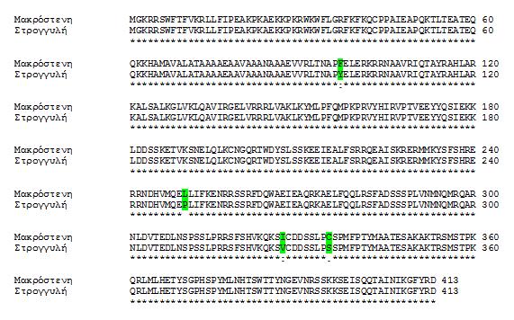 Γονίδιο Sun Ως προς το γονίδιο Sun, αποκτήθηκε η συνολική κωδικοποιούσα αλληλουχία από την ποικιλία «Στρογγυλή», μεγέθους 1244-bp (CaSun) η οποία κωδικοποιεί μια πρωτεΐνη που αποτελείται από 413
