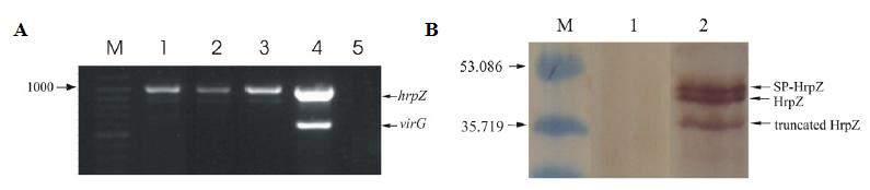 Εικόνα 1. Α Προϊόντα ενίσχυσης πολλαπλής PCR σε μετασχηματισμένα φυτά του είδους N. benthamiana. M: Marker (bp) (Gene Ruler Ladder mix, Fermentas).