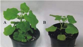 5: Μη-μετασχηματισμένο φυτό. Το προϊόν ενίσχυσης (590 bp) που αντιστοιχεί στο γονίδιο virg του A.
