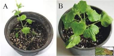 αυτά καταδεικνύουν ότι η ενδογενώς παραγόμενη χαρπίνη στα διαγονιδιακά φυτά οδηγεί σε ανάπτυξη υψηλής ανθεκτικότητας στον ιό BNYVV (Πίνακας 1). Πίνακας 1.