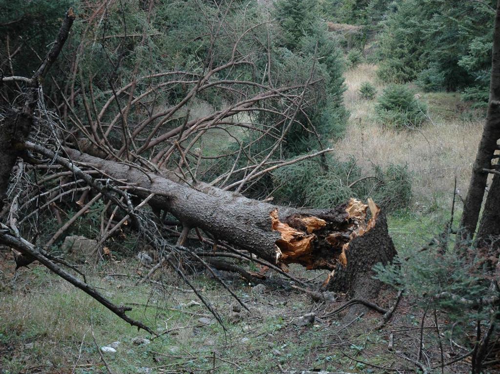 Παθογόνα Σημασία