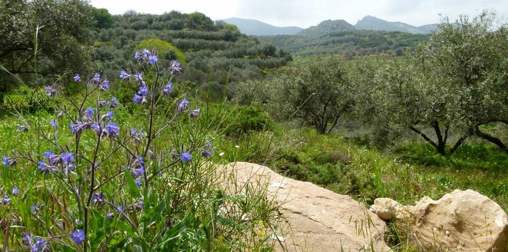 των φυτών στις οικολογικές