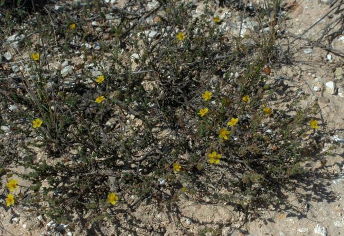 Calluna vulgaris, Phlomis fruticosa,