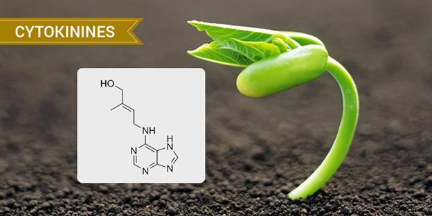 126 Κυτοκινίνες (cytokinins) Οι κυτοκινίνες είναι φυτορρυθµιστικές ουσίες και η δράση τους έγκειται στην υποκίνηση της διαίρεσης