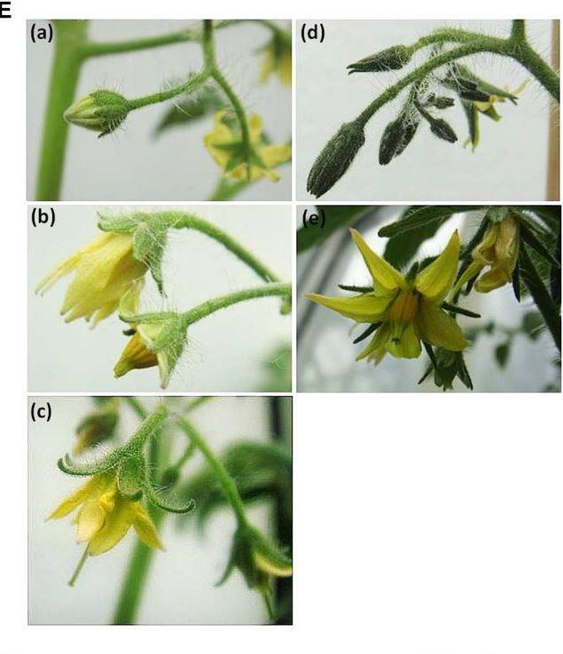 151 Κυτοκινίνες Γεωργικές χρήσεις των κυτοκινινών Οι κυτοκινίνες και οι αυξίνες έχουν την δυνατότητα να αυξήσουν το μέγεθος της ταξιανθίας στα φυτά της τομάτας.