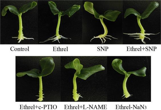 185 Αιθυλένιο Αιθυλένιο (Ethephon /ethrel) Έκπτυξη βλαστών Φυτά