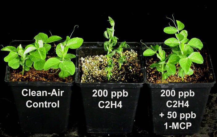 186 Αιθυλένιο Αιθυλένιο (Ethephon /ethrel) Ύψος Με την εφαρμογή ethrel σε συγκέντρωση 500 ppm παρατηρήθηκε μείωση στο ύψος των φυτών πιπεριάς.