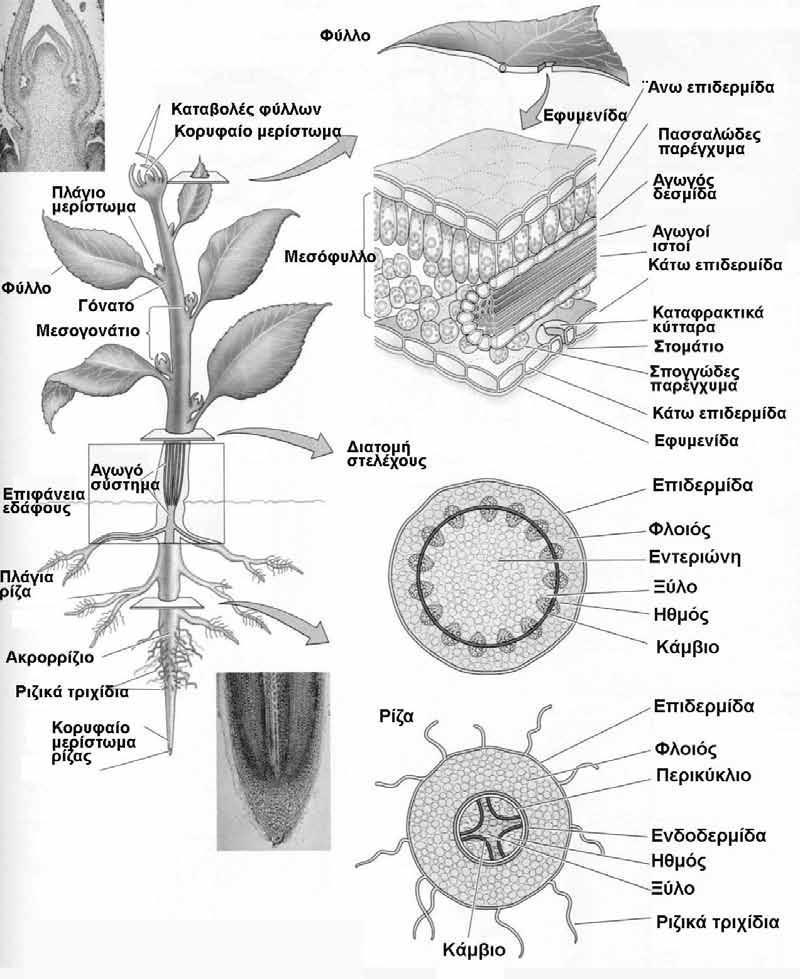 9 ΑΝΑΠΤΥΞΗ, ΔΙΑΦΟΡΟΠΟΙΗΣΗ, ΑΥΞΗΣΗ (Development, differentiation, Growth) Πού και πώς πραγματοποιούνται οι διεργασίες της ανάπτυξης Στα μεριστώματα στα ανεπτυγμένα φυτά: Τα κορυφαία μεριιστώματα που