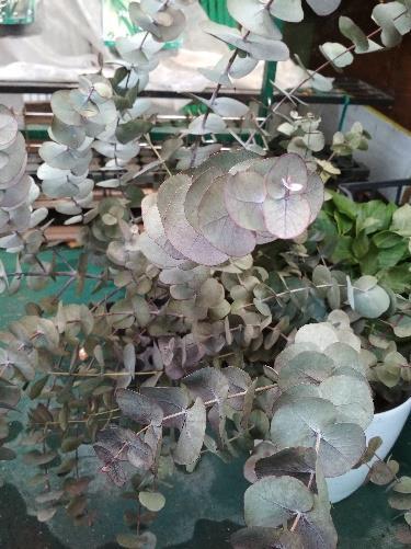 3. Ευκάλυπτος Eucalyptus cinerea Οικογένεια: Μyrtaceae Καταγωγή: Κατάγεται από την Αυστραλία και την Τασμάνια. Καλλιεργείται στις χώρες της λεκάνης της Μεσογείου.