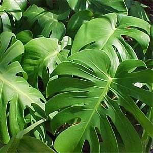 4. Μονστέρα Monstera deliciosa Οικογένεια: Araceae Καταγωγή: Κατάγεται από το Μεξικό και την Γουατεμάλα.