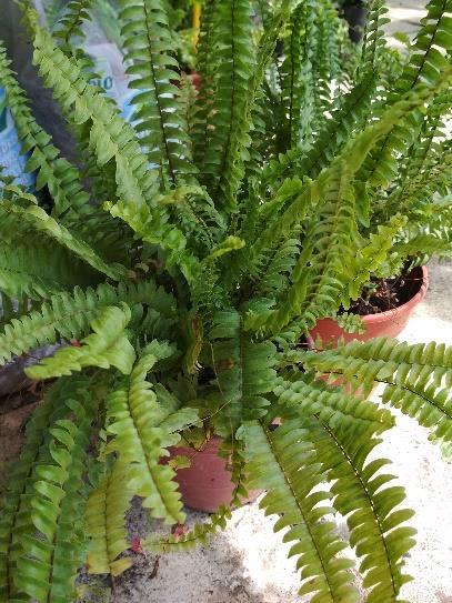 5. Φτέρη Thyrsopteris elegans Οικογένεια: Polypodiaceae Εικόνα 63 Φτέρη Φωτογραφία: Βλάχου Σπυριδούλα / Μαρκουλάκη Αντωνία Βοτανική περιγραφή: Τα φύλλα έχουν σαν πλέον γνωστή μορφή αυτή την πτεροειδή.