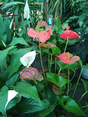2. Ανθούριο Anthurium andeanum Οικογένεια: Araceae Καταγωγή: Το ανθούριο είναι εξωτικό φυτό. Κατάγεται από υγρά και θερμά κλίματα.