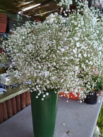 3. Γυψοφίλη Gypsophila paniculata Οικογένεια: Caryophyllaceae Καταγωγή: Η γυψοφίλη παράγεται στην Ολλανδία και στην Γερμανία, αλλά και στο Ισραήλ.