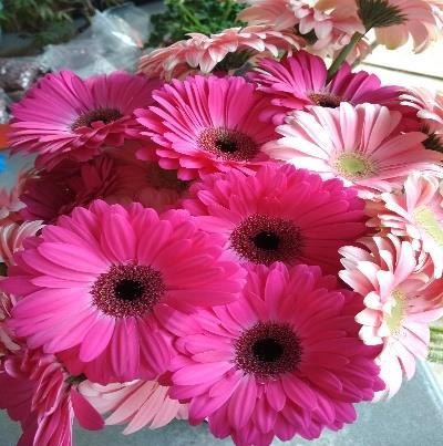 4. Ζέρμπερα Gerbera jamesonii Οικογένεια: Compositae Η ζέρμπερα σήμερα είναι από τα πλέον γνωστά και διαδεδομένα δρεπτά άνθη.