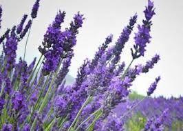 5. Λεβάντα Lavandula sp. Οικογένεια: Labiatae Καταγωγή: Η καταγωγή της αρχίζει από τα Κανάρια Νησιά και την Ινδία καθώς και από άλλες ασιατικές χώρες. Εικόνα 49 Λεβάντα Πηγή: https://gr.pinterest.
