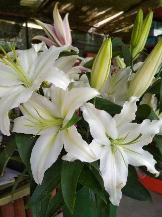 6. Λίλιο Lilium sp. Οικογένεια: Liliaceae Εικόνα 50 Λίλιο Φωτογραφία: Βλάχου Σπυριδούλα / Μαρκουλάκη Αντωνία Βοτανική περιγραφή: To λίλιο ανήκει στο γένος Lilium της οικογένειας Liliaceae.