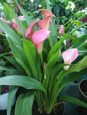 7. Κάλλα Calla lilly Οικογένεια: Araceae Καταγωγή: Η καταγωγή της κάλλας είναι από την Νότια Αφρική Εικόνα 51 Κάλλα Φωτογραφία: Βλάχου Σπυριδούλα / Μαρκουλάκη Αντωνία Βοτανική περιγραφή: Είναι
