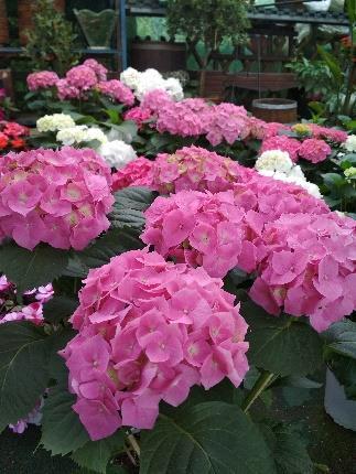 8. Ορτανσία Hydrangea sp. Οικογένεια: Hydrangeaceae Καταγωγή: Κατάγεται την Βόρεια και την Νότια Αμερική.