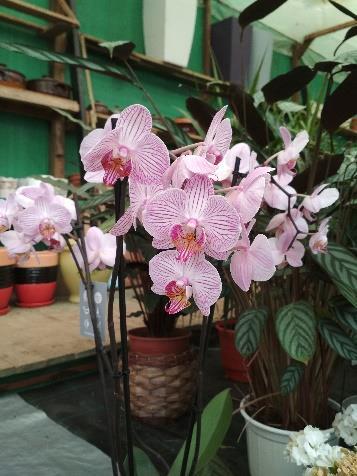 9. Ορχιδέα Orchis sp. Οικογένεια: Orchidaceae Εικόνα 53 Ορχιδέα Φωτογραφία: Βλάχου Σπυριδούλα / Μαρκουλάκη Αντωνία Βοτανική περιγραφή: Η οικογένεια της ορχιδέας αποτελείται από περίπου 30.