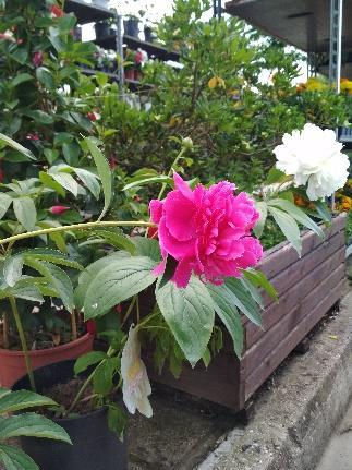10. Παιώνια Paeonia almbert Crousse Οικογένεια: Paeoniaceae Καταγωγή: Οι παιώνιες κατάγονται από την Ευρώπη και την Ασία. Υπάρχουν θαυμάσια αυτοφυή είδη στην Ελλάδα.