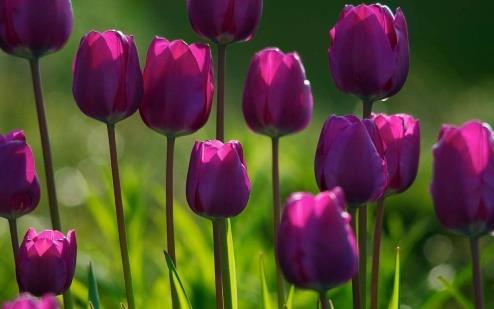 11. Τουλίπα Tulipa sp. Οικογένεια: Liliaceae Καταγωγή: Η τουλίπα είναι το δημοφιλέστερο των βολβωδών φυτών. Κατάγεται από την Νότια Ευρώπη, τη Δυτική Ασία και τη Βόρεια Αφρική.