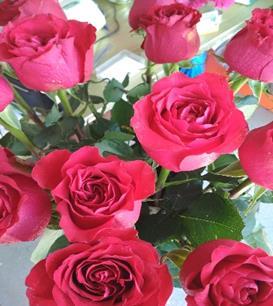 12. Τριαντάφυλλο Rosa sp.