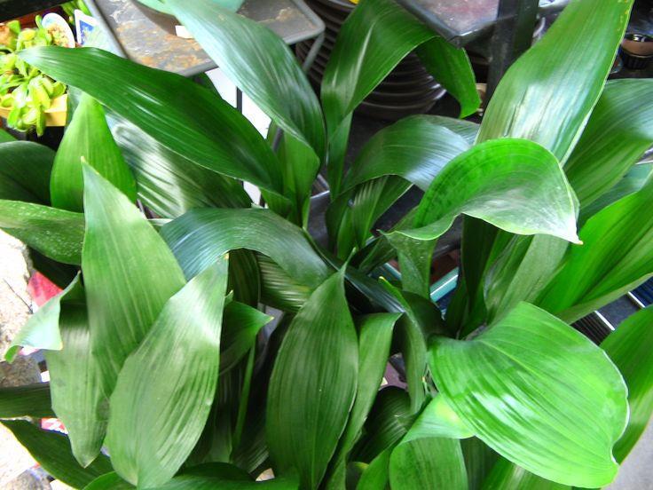 2. Ασπιδίστρα Aspidistra elatior Οικογένεια: Liliaceae Καταγωγή: Κατάγεται από τις χαμηλές πλαγιές των Ιμαλαίων.