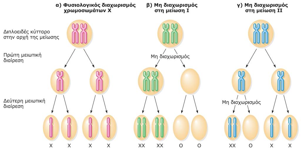 Χρωμοσωμικές ανωμαλίες Μη διαχωρισμός στη μείωση που περιλαμβάνει το χρωμόσωμα Χ.