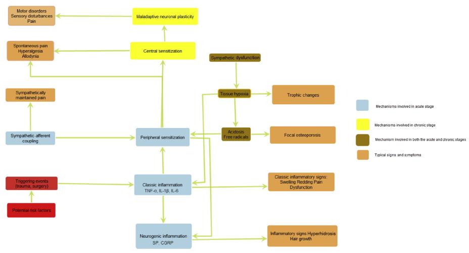 Μηχανιςμοί ςτην εξζλιξη του CRPS