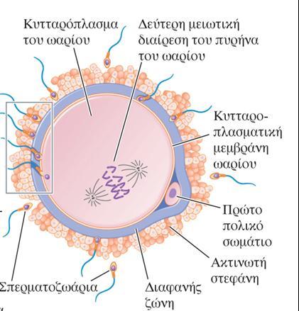 Ανκρϊπου.