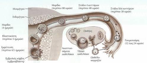 Πρϊιμα ςτάδια ανάπτυξθσ από τθ γονιμοποίθςθ μζχρι τθν εμφφτευςθ Κατά τισ 3-4 πρϊτεσ μζρεσ το ηυγωτό