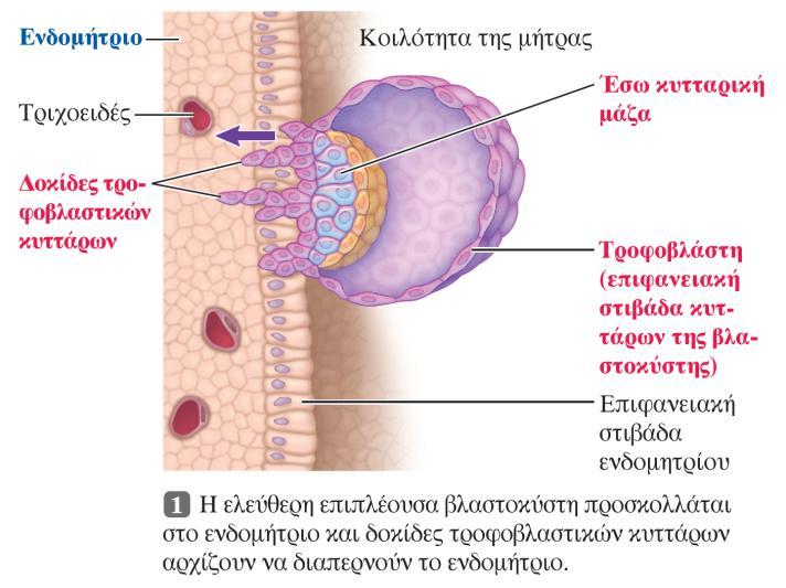 Εμφφτευςθ τθσ βλαςτοκφςτθσ Κατά τθ 21 θ