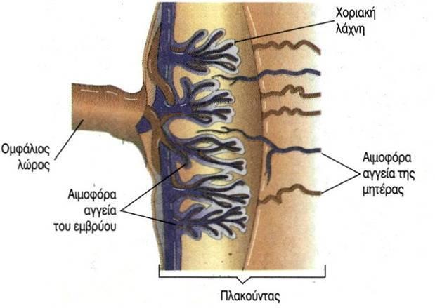 Πλακοφντασ Εξειδικευμζνο όργανο ανταλλαγισ ουςιϊν μεταξφ τθσ μθτρικισ και τθσ