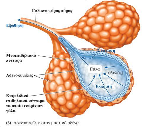 Γαλουχία Σα κυψελιδικά επικθλιακά κφτταρα εκκρίνουν γάλα ςτον αυλό.