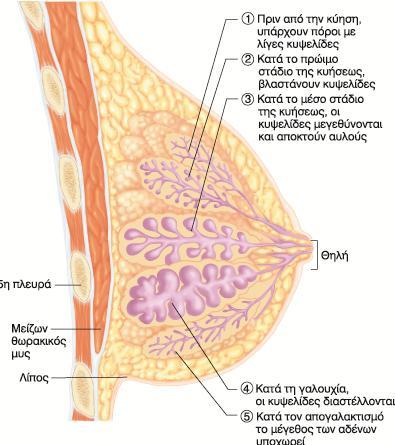 Γαλουχία Οι υψθλζσ ςυγκεντρϊςεισ οιςτρογόνων κατά τθν κφθςθ επάγει τθν ανάπτυξθ των πόρων. Οι υψθλζσ ςυγκεντρϊςεισ προγεςτερόνθσ διεγείρουν το ςχθματιςμό κυψελίδων και λοβιδίων.
