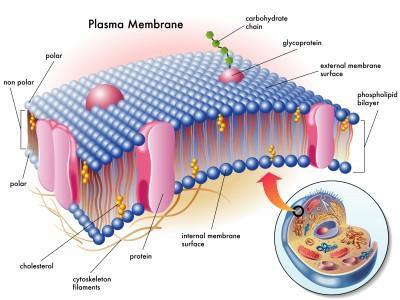 Βιολογικές μεμβράνες Βιολογικές μεμβράνες: επίπεδες δομές πάχους συνήθως από 60 Å έως 100 Å, οι οποίες αποτελούνται από λιπίδια και πρωτεΐνες που συγκρατούνται μεταξύ τους μέσω μη ομοιοπολικών