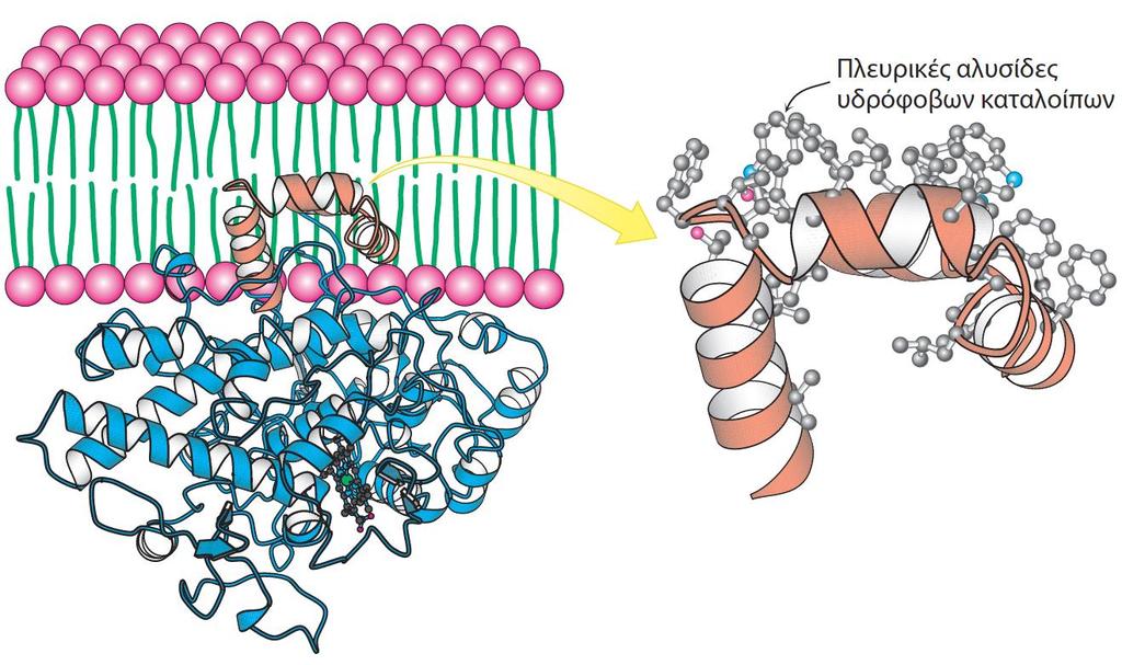 Οι πρωτεΐνες αλληλεπιδρούν με ποικίλους τρόπους με τις κυτταρικές μεμβράνες Η βύθιση μέρους μιας πρωτεΐνης σε μία μεμβράνη μπορεί να συνδέσει την πρώτη με την μεμβρανική επιφάνεια.