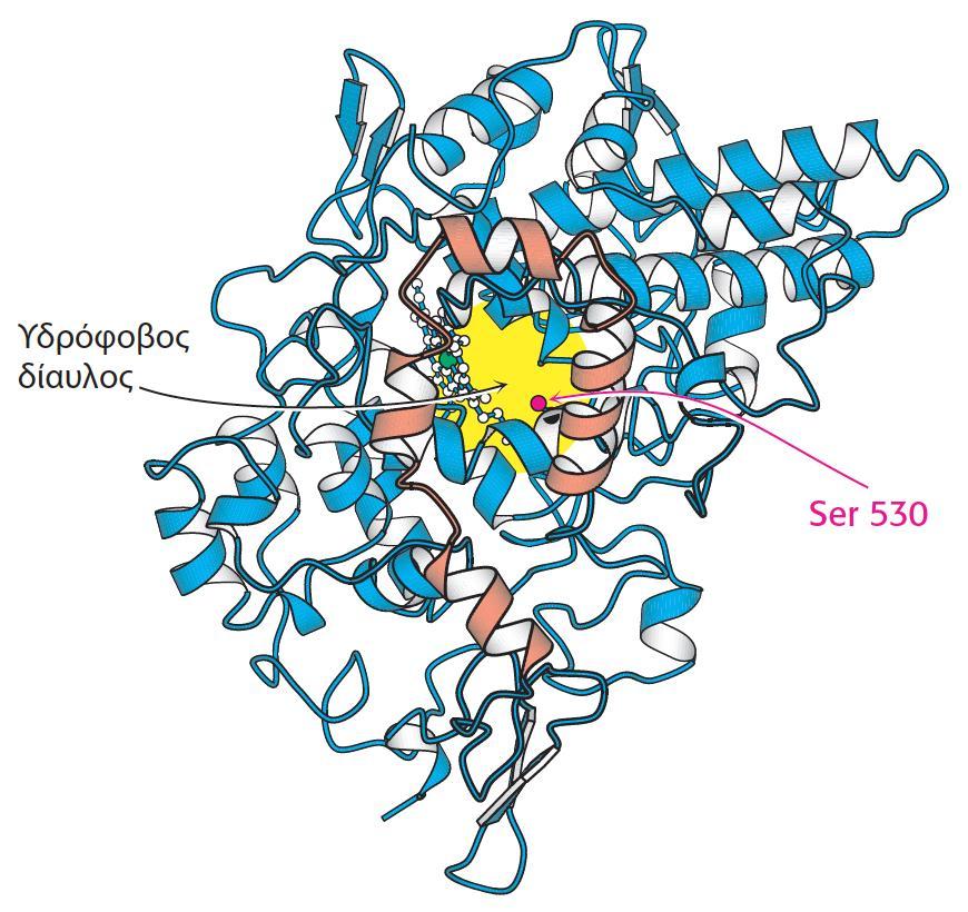 Συνθάση 1 της προσταγλαδίνης: Μεμβρανοσύνδετο ένζυμο που μετατρέπει αραχιδονικό (προέρχεται από υδρόλυση μεμβρανικών λιπιδίων) σε προσταγλαδίνη.