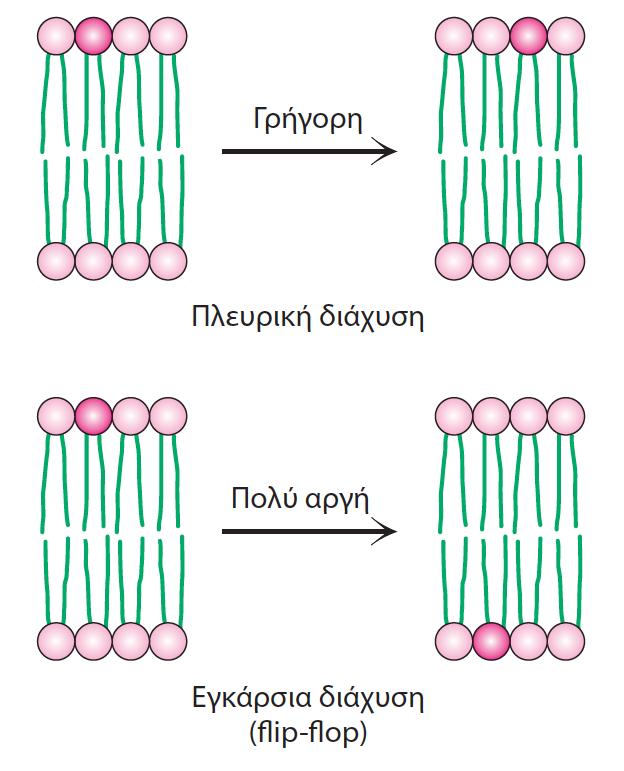 Το μοντέλο του ρευστού μωσαϊκού επιτρέπει κινήσεις παράλληλα προς το επίπεδο της μεμβράνης αλλά όχι κάθετα προς αυτό.
