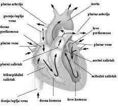 Srce Kri neprestano kroži po krvnih žilah. V žile jo potiska srce. Srce leži v prsni votlini, med obema pljučnima kriloma. Srce je votla mišica, deluje brez naše volje.