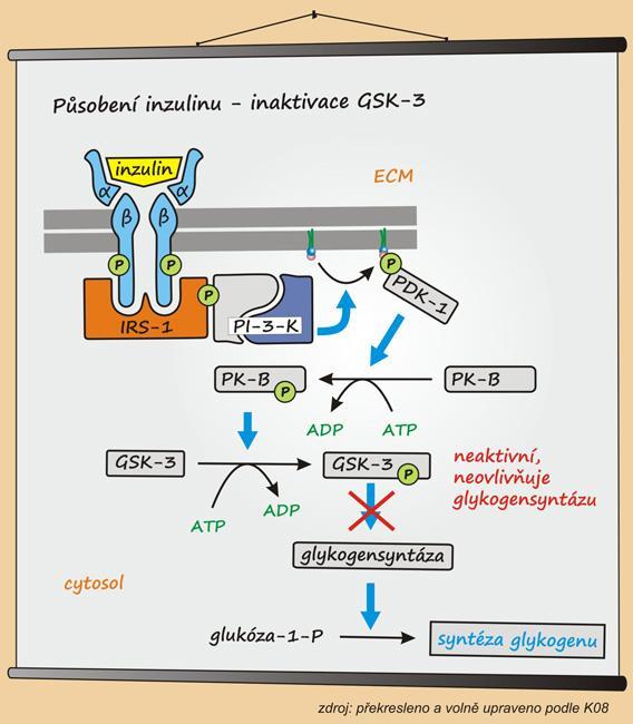 GSK-3